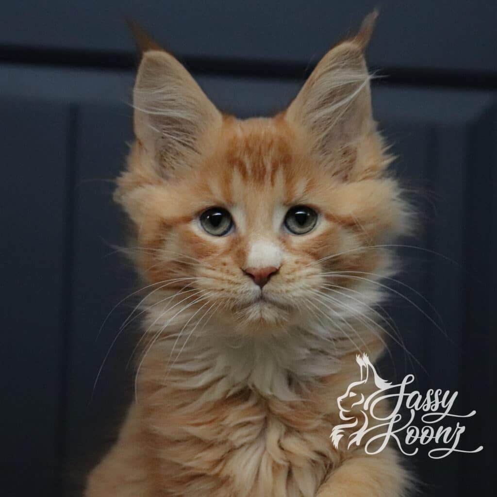orange-maine-coon-female-kitten-meteroa-11 ⋆ Sassy Koonz Maine Coon Cattery orange maine coon kitten female meteora 11 weeks old