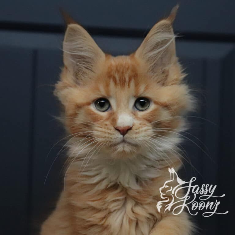 orange maine coon kitten female meteora 11 weeks old