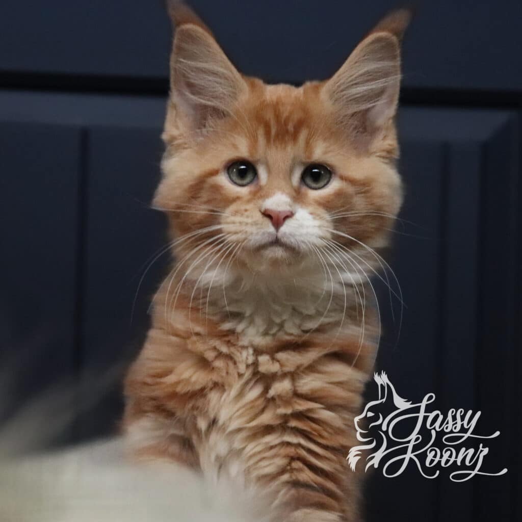 red-maine-coon-chester-11-weeks-old ⋆ Sassy Koonz Maine Coon Cattery red maine coon chester 11 weeks old
