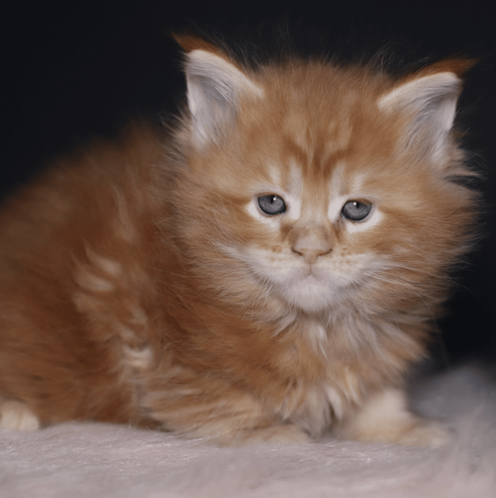 red-maine-coon-kittens-for-sale-madam-x-5-weeks-old ⋆ Sassy Koonz Maine Coon Cattery red maine coon kittens for sale madam x 5 weeks old