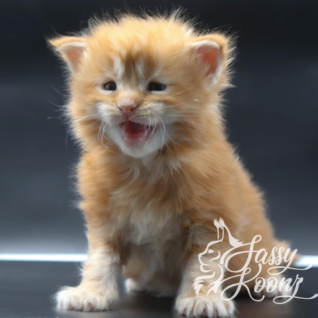 red-maine-coon-kittens-madam-x-3-weeks-old ⋆ Sassy Koonz Maine Coon Cattery red maine coon kittens madam x 3 weeks old