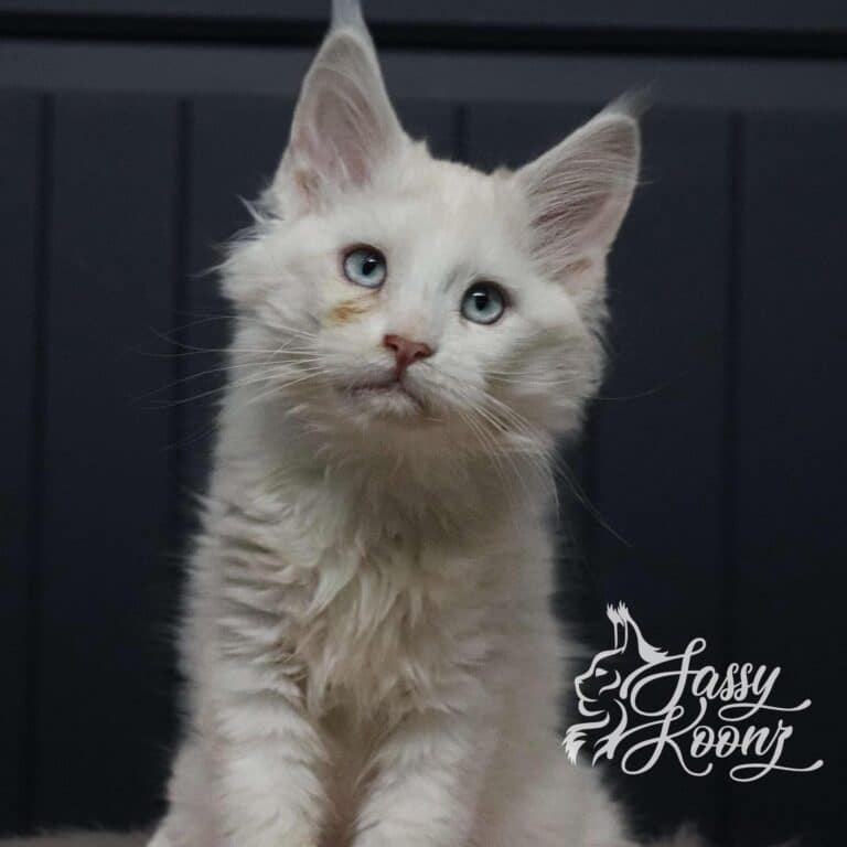 red smoke maine coon kitten ttm