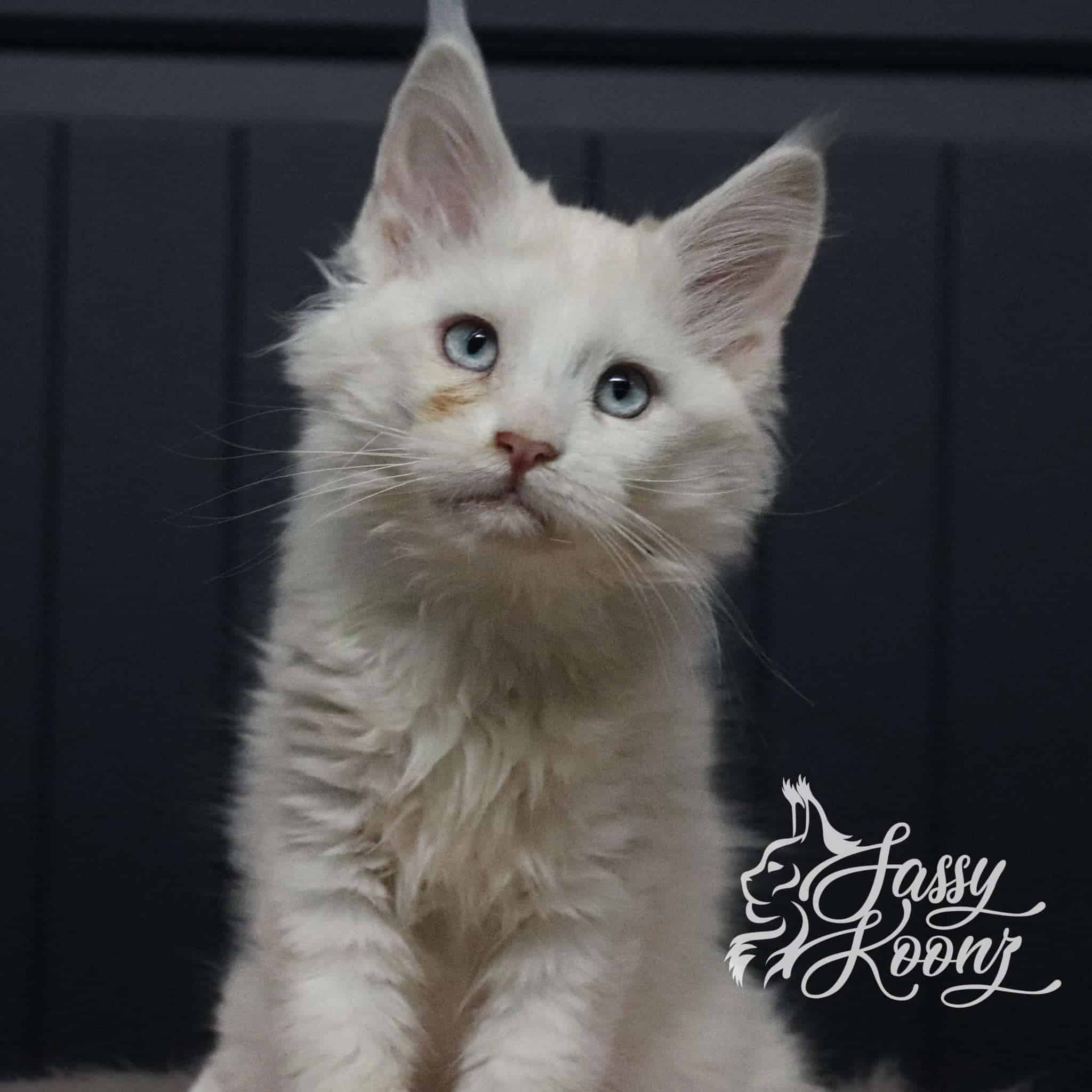 red smoke maine coon kitten ttm