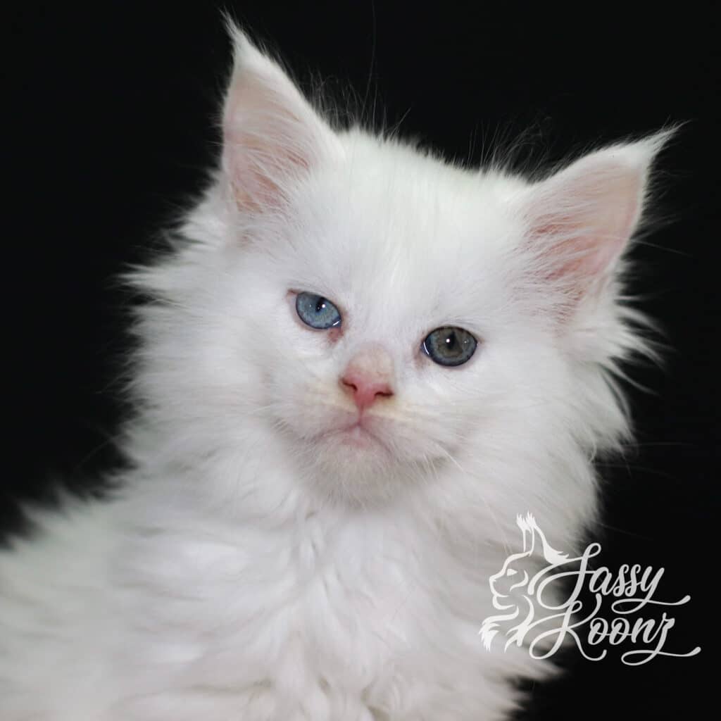 white-maine-coon-cat-mxine-odd-eyes-7-weeks ⋆ Sassy Koonz Maine Coon Cattery white maine coon cat maxine odd eyes 7 weeks old
