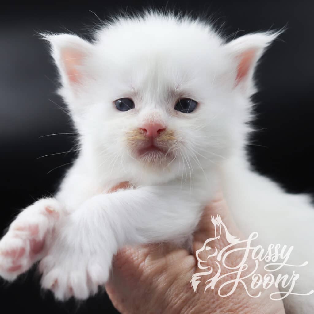 white-maine-coon-kitten-for-sale-maxine-baby ⋆ Sassy Koonz Maine Coon Cattery white maine coon kitten for sale maxine baby