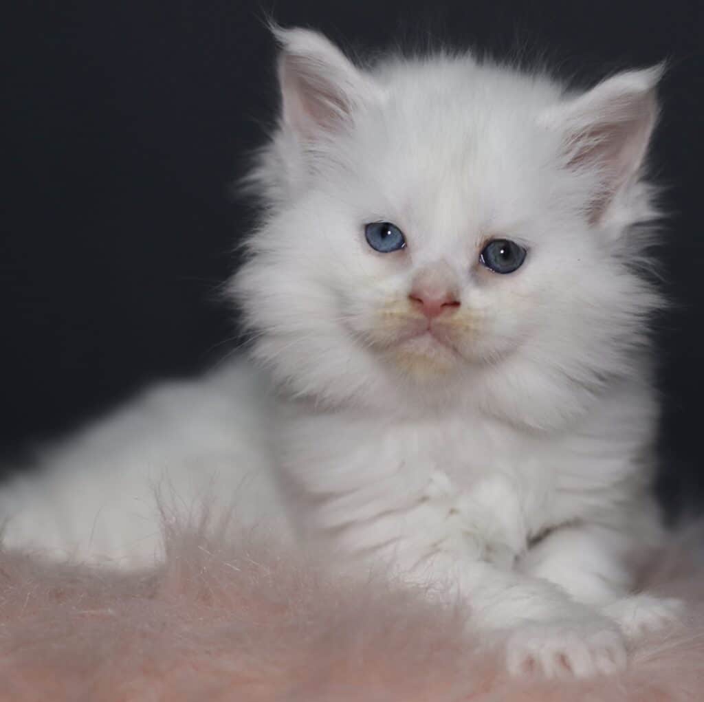 white-maine-coon-kittens-for-sale-maxine-5-weeks-old ⋆ Sassy Koonz Maine Coon Cattery white maine coon kittens for sale maxine 5 weeks old
