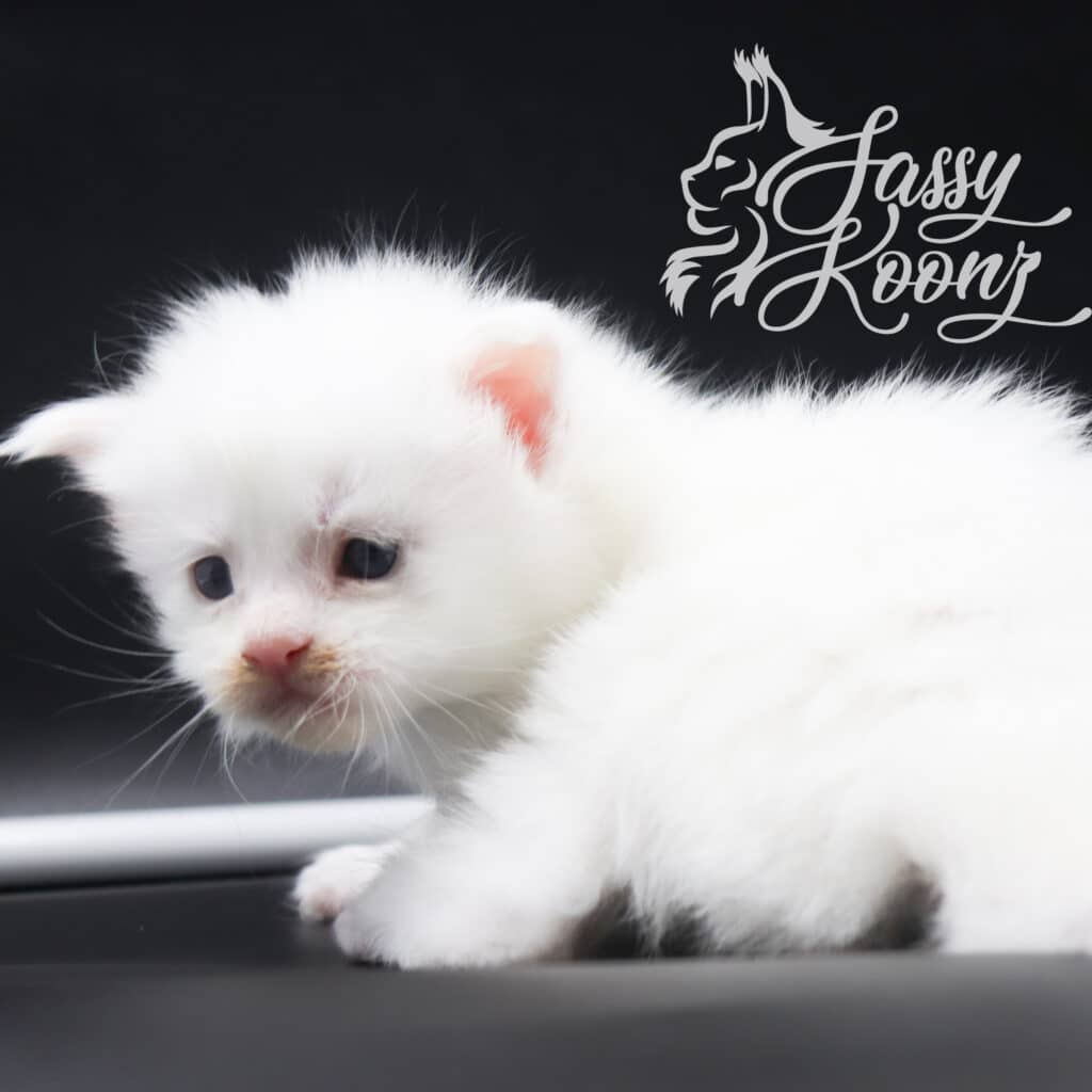 white-maine-coon-kittens-girl-maxine ⋆ Sassy Koonz Maine Coon Cattery white maine coon kittens girl maxine