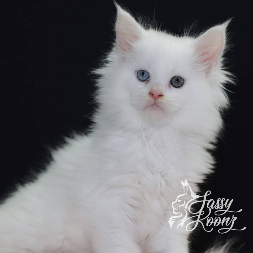 white-maine-coon-kittens-maxine-7-weeks-old ⋆ Sassy Koonz Maine Coon Cattery white maine coon kittens maxine 7 weeks old
