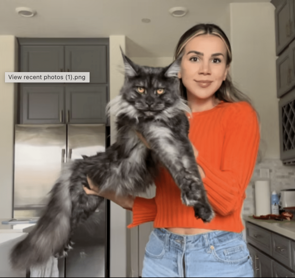 wildmane-maine-coons ⋆ Sassy Koonz Maine Coon Cattery maine coon influcencer wildmaine zhara and her cat stormy