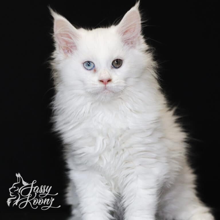 maxine white maine coon 11 weeks old odd eyes