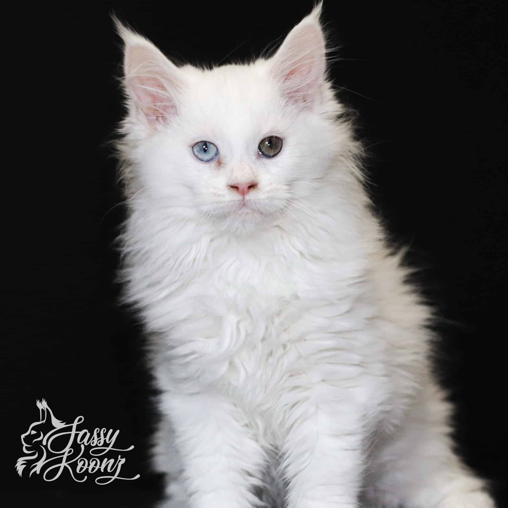 Maxine-white-maine-coon-11-weeks-odd-eyes ⋆ Sassy Koonz Maine Coon Cattery maxine white maine coon 11 weeks old odd eyes