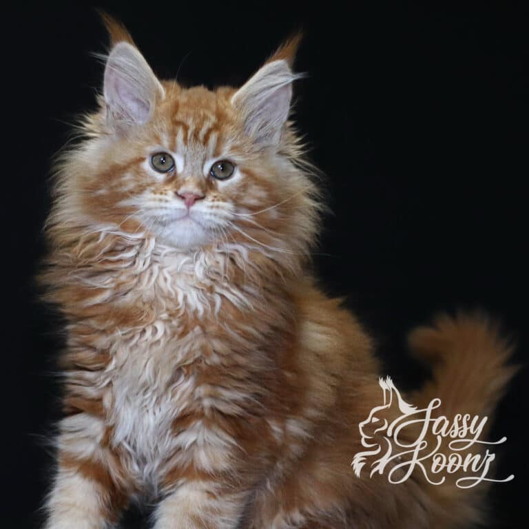 madam x red classic tabby maine coon kitten 11 weeks old