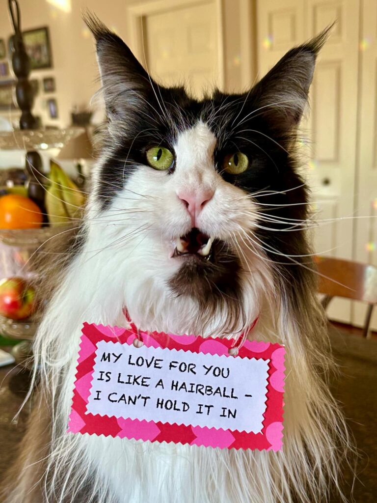 maine-coon-cat-bi-color-zombie ⋆ Sassy Koonz Maine Coon Cattery maine coon luxury breeder pricing