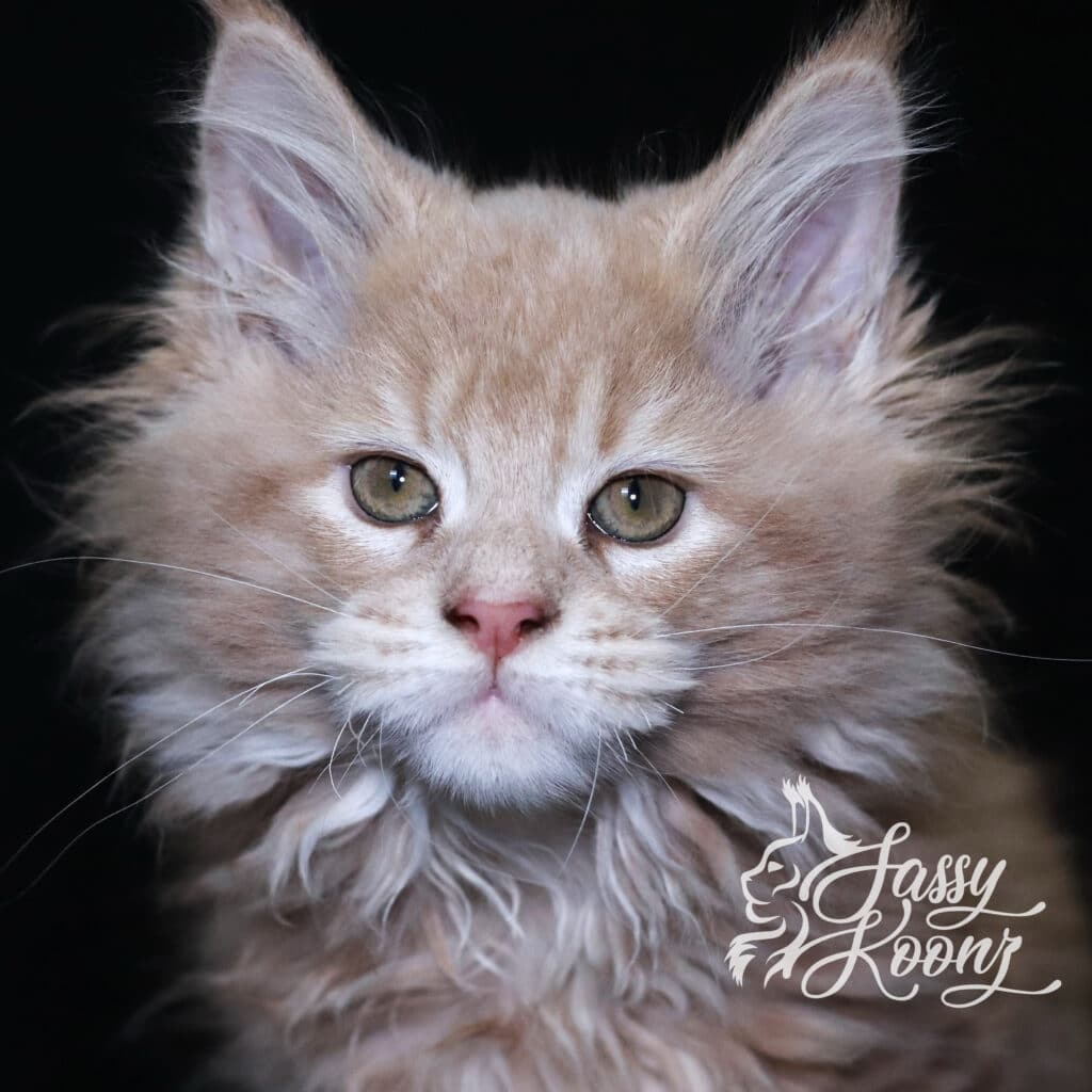 sebastian-cream-tabby-maine-coon-11-weeks ⋆ Sassy Koonz Maine Coon Cattery sebastian cream classic tabby maine coon kitten 11 weeks old