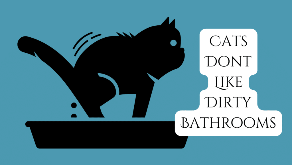 dirty cat litter box ⋆ Sassy Koonz Maine Coon Cattery litter box aversion tips