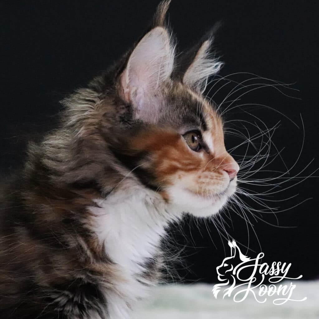 amazing-maine-coon-profile-freak-11-weeks-old ⋆ Sassy Koonz Maine Coon Cattery amazing maine coon profile freak 11 weeks old
