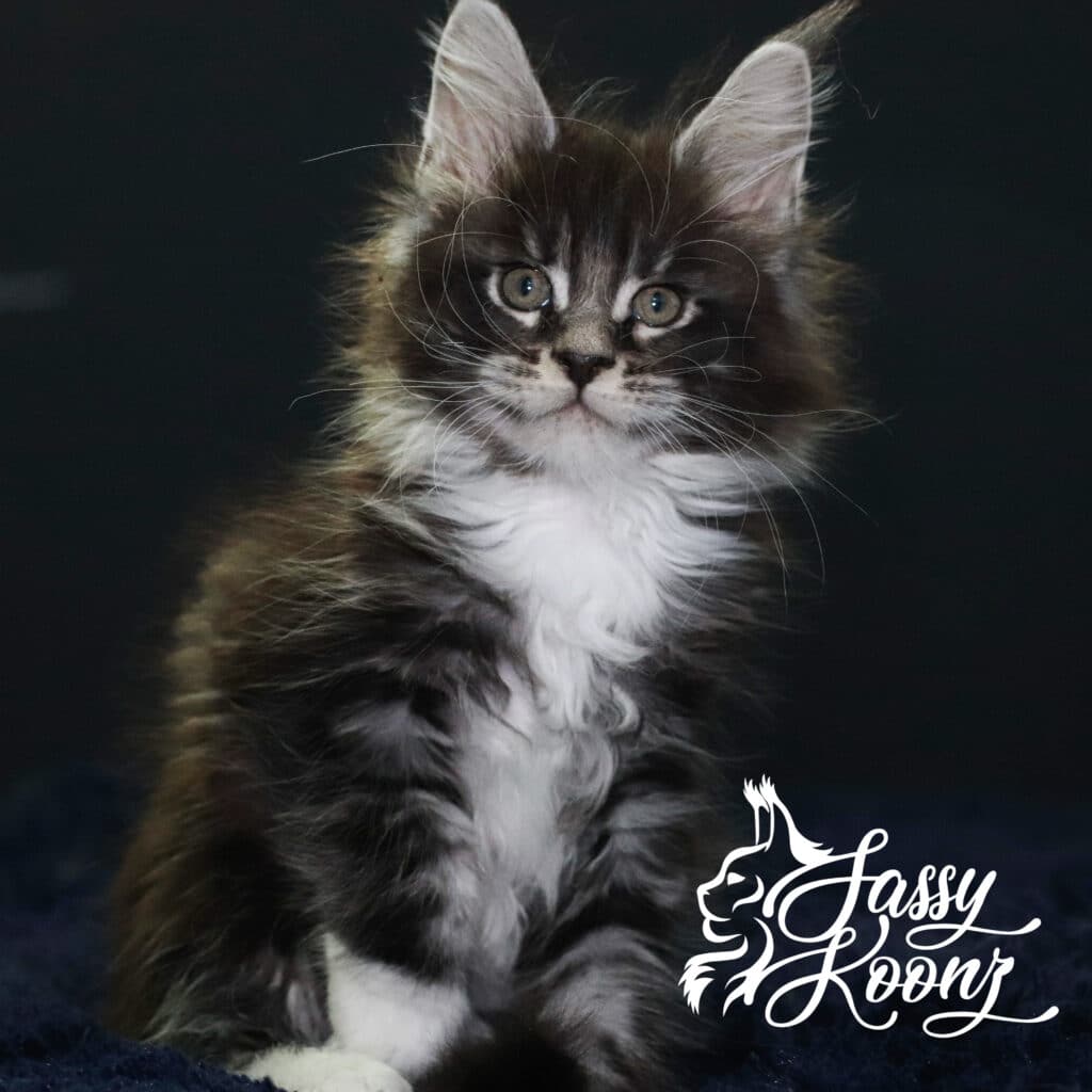 black-silver-tabby-maine-coon-named-adidas-9-weeks ⋆ Sassy Koonz Maine Coon Cattery black silver tabby maine coon named adidas 9 weeks old