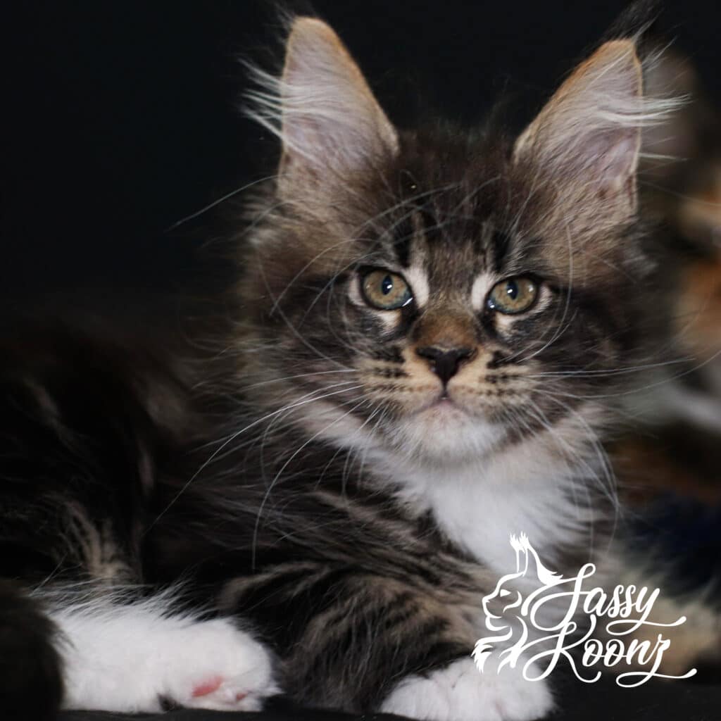black-tabby-maine-coon-wicked-9-weeks ⋆ Sassy Koonz Maine Coon Cattery black tabby maine coon wicked 9 weeks old