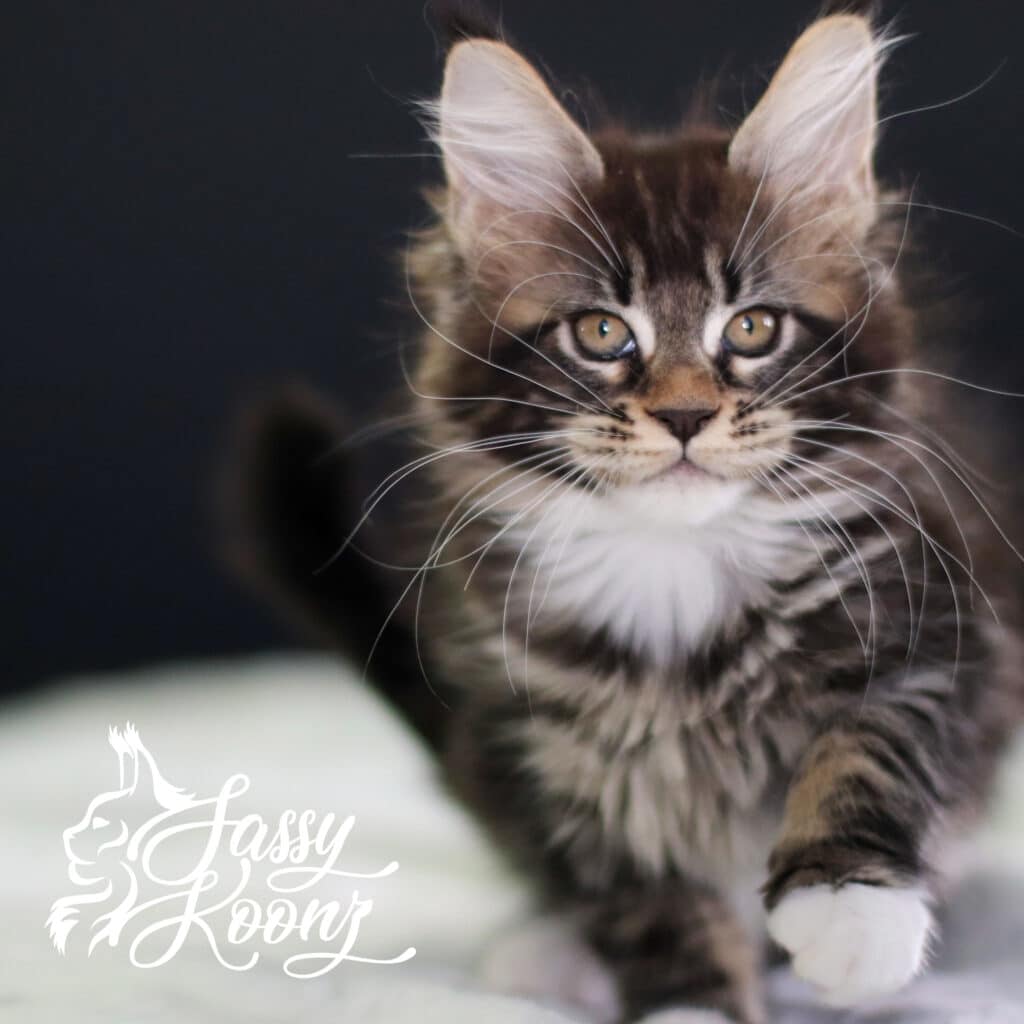 divine-maine-coon-kitten-11-weeks-old ⋆ Sassy Koonz Maine Coon Cattery divine maine coon kitten 11 weeks old