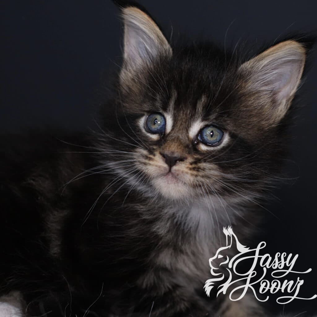 divine-maine-coon-kitten-5-weeks-old ⋆ Sassy Koonz Maine Coon Cattery divine maine coon kitten 5 weeks old