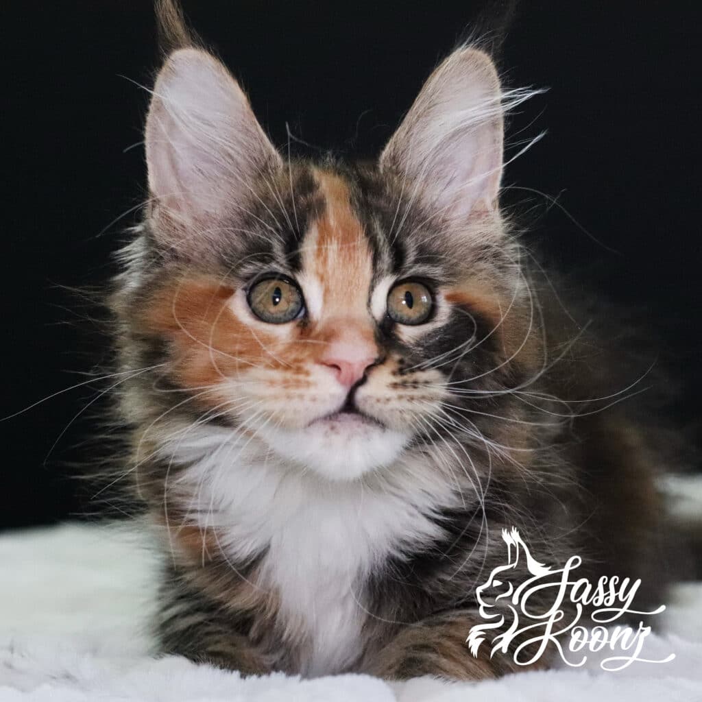 freak-on-a-leash-maine-coon-kitten-11-weeks ⋆ Sassy Koonz Maine Coon Cattery freak on a leash maine coon kitten 11 weeks old