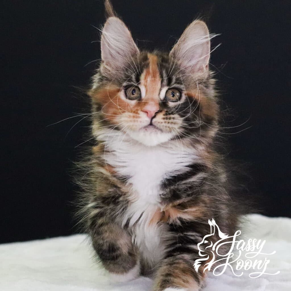 freaky-maine-coon-girl-11-weeks-old ⋆ Sassy Koonz Maine Coon Cattery freaky maine coon girl 11 weeks old