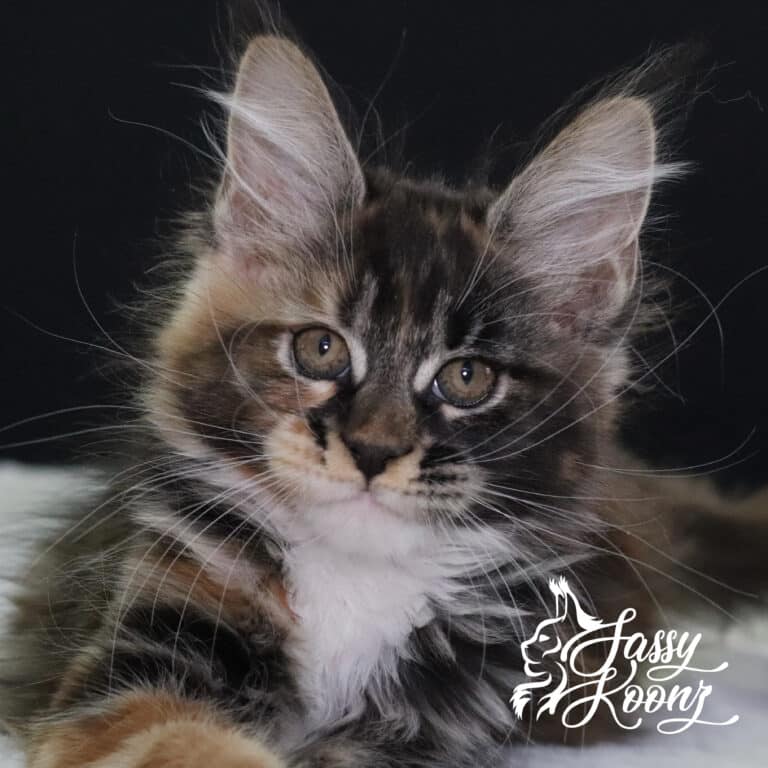 korn dog face maine coon 11 weeks old