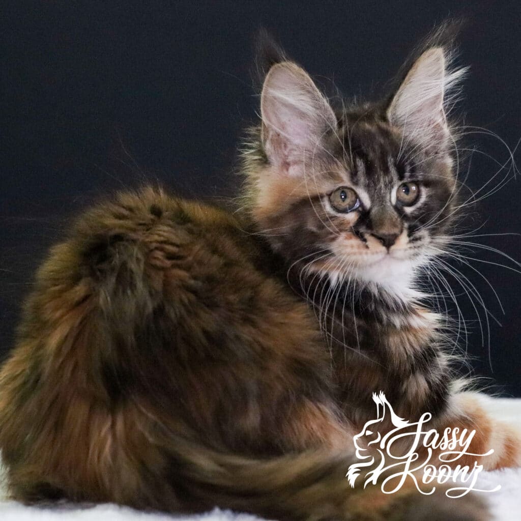 korn-dog-maine-coon-11-weeks-old-body-shot ⋆ Sassy Koonz Maine Coon Cattery korn dog maine coon 11 weeks old body