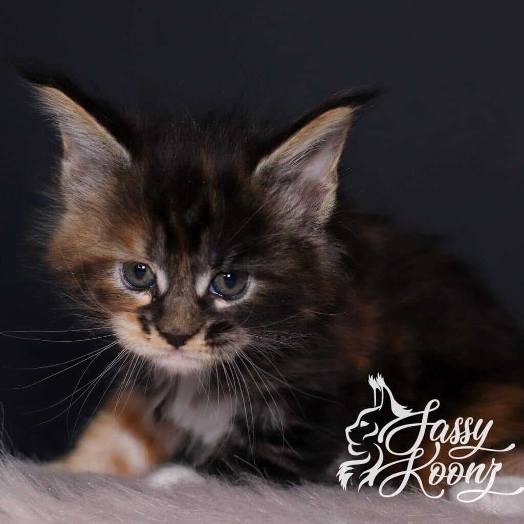 korn-dog-maine-coon-5-weeks-old ⋆ Sassy Koonz Maine Coon Cattery korn dog maine coon 5 weeks old