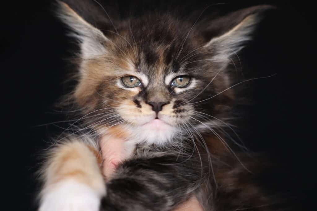 korn-dog-maine-coon-girl-hates-camera ⋆ Sassy Koonz Maine Coon Cattery korn dog maine coon girl hates the camera