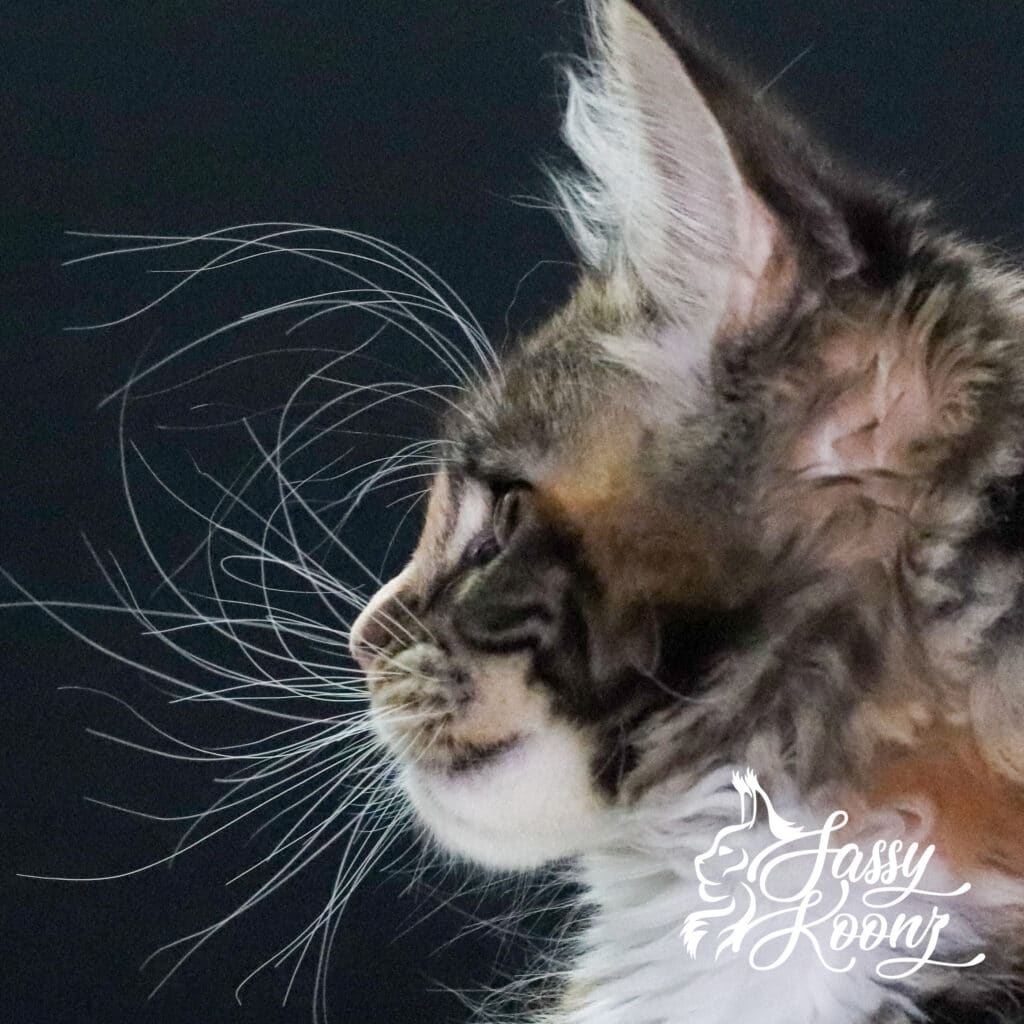 korn-dog-profile-11-weeks-old ⋆ Sassy Koonz Maine Coon Cattery korn dog profile maine coon 11 weeks old