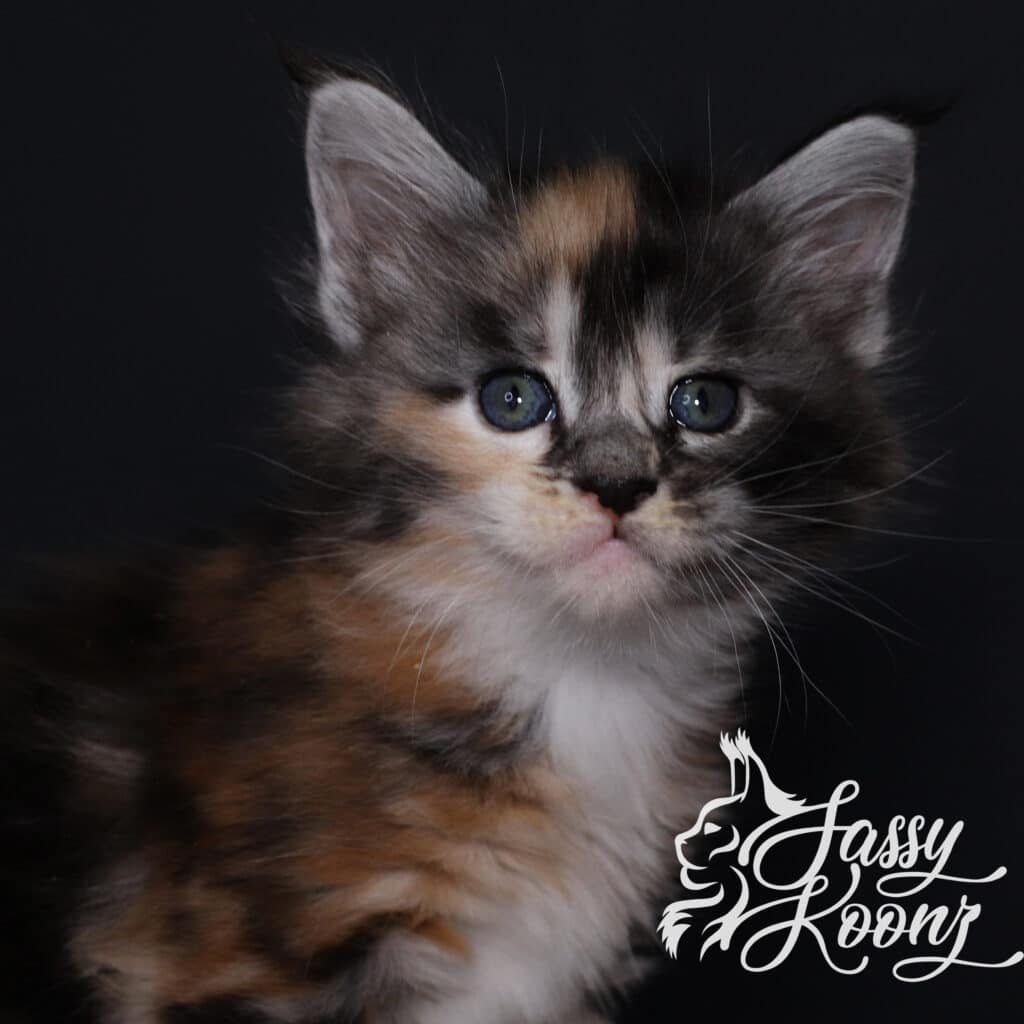 maine-coon-baby-5-weeks-old-munky-silver ⋆ Sassy Koonz Maine Coon Cattery maine coon baby 5 weeks old munky silver