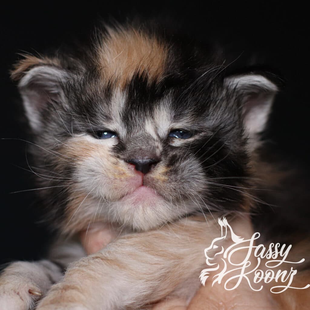 maine-coon-baby-cat-black-silver-torbie-munky ⋆ Sassy Koonz Maine Coon Cattery maine coon kitten black silver torbie munky 3 weeks old headshot
