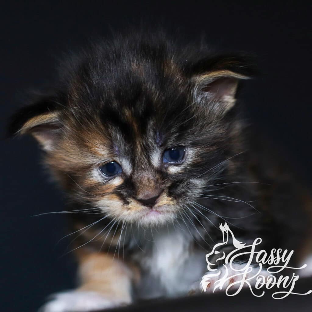 maine-coon-baby-korn-dog-3-weeks-old ⋆ Sassy Koonz Maine Coon Cattery maine coon baby korn dog 3 weeks old