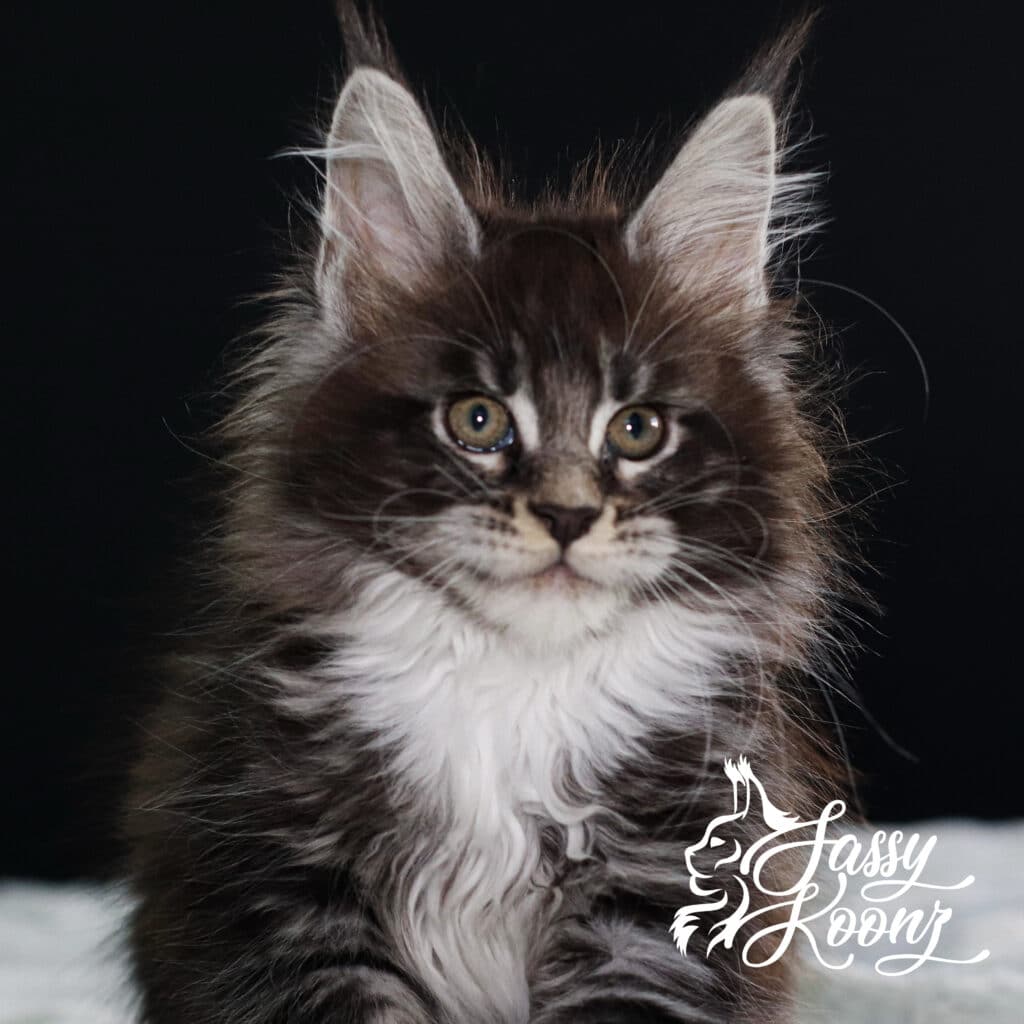 maine-coon-black-silver-adidas-11-weeks ⋆ Sassy Koonz Maine Coon Cattery maine coon black silver adidas 11 weeks
