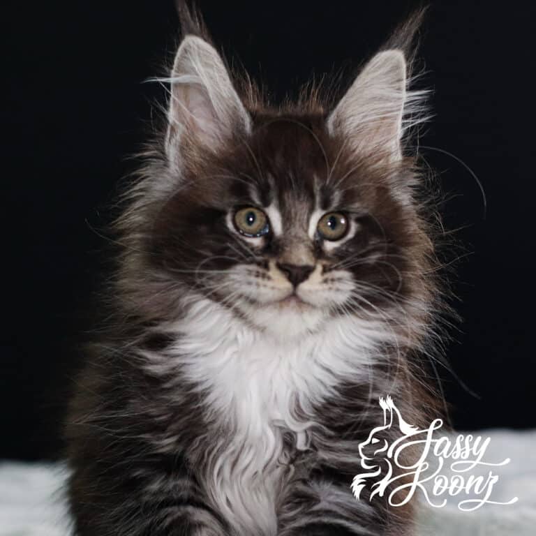 maine coon black silver adidas 11 weeks