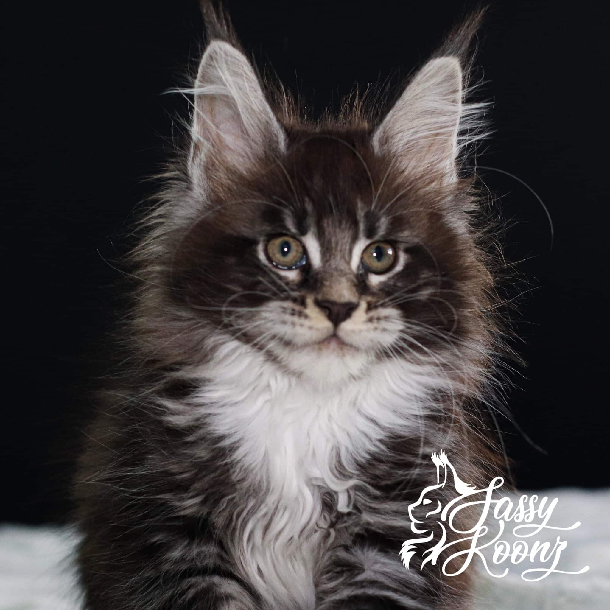 その他 Psychedelic Maine Coon Cat DAC Psychedelic Maine Coon Cat – Diamond Art Club