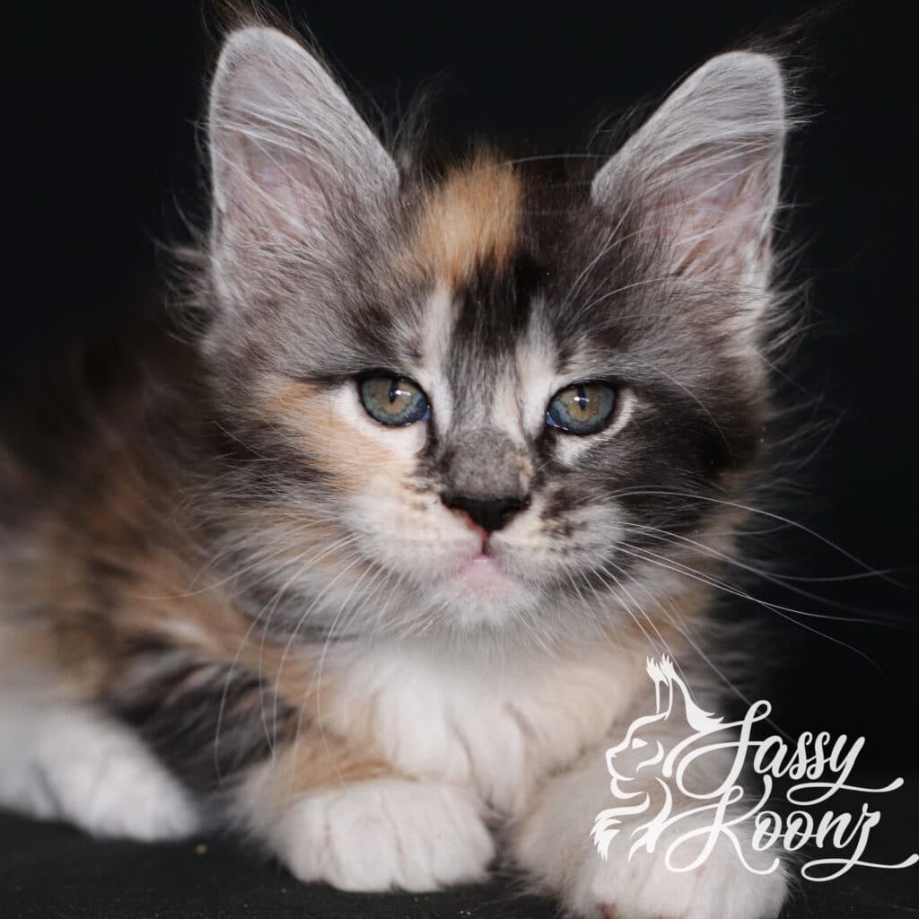 maine-coon-black-silver-torbie-munky ⋆ Sassy Koonz Maine Coon Cattery maine coon black silver torbie munky 7 weeks old
