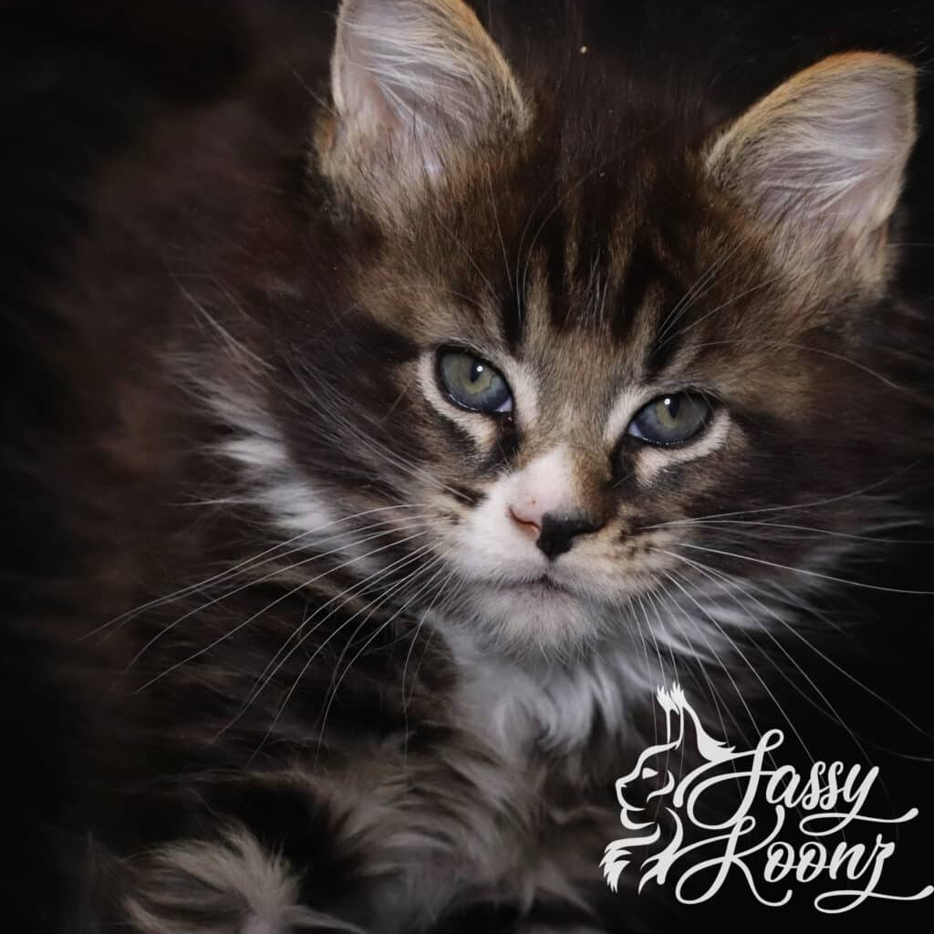 maine-coon-boy-kitten-7-week-one ⋆ Sassy Koonz Maine Coon Cattery maine coonboy kitten 7 weeks old named one