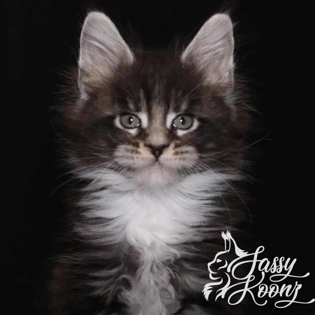 maine-coon-boy-kitten-black-silver-adidas-7-weeks ⋆ Sassy Koonz Maine Coon Cattery maine coon boy kitten black silver adidas 7 weeks old