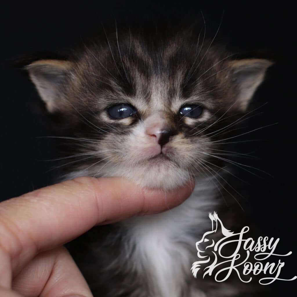 maine-coon-cat-baby-boy-one-brown-tabby ⋆ Sassy Koonz Maine Coon Cattery maine coon cat baby boy one brown tabby