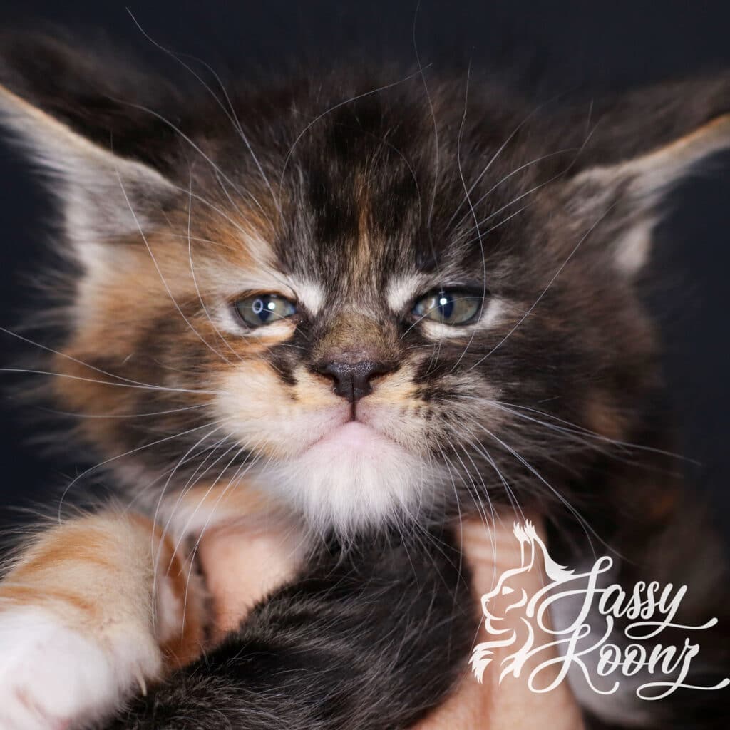 maine-coon-cat-korn-dog-5-weeks-old ⋆ Sassy Koonz Maine Coon Cattery maine coon cat korn dog 5 weeks old
