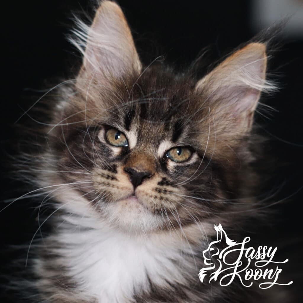maine-coon-female-wicked-9-weeks-old ⋆ Sassy Koonz Maine Coon Cattery maine coon female wicked 9 weeks old