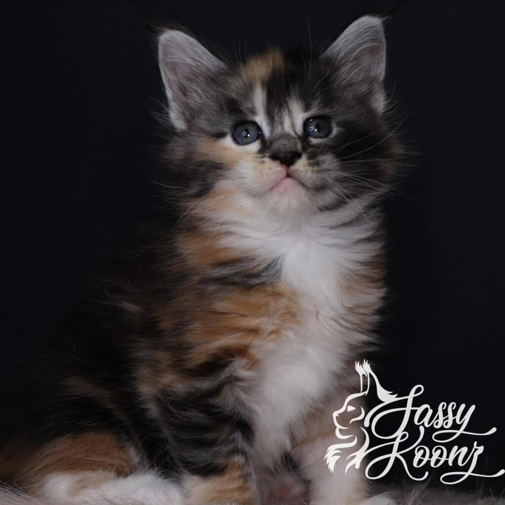 maine-coon-girl-5-weeks-old-munky ⋆ Sassy Koonz Maine Coon Cattery maine coon firl 5 weeks old munky