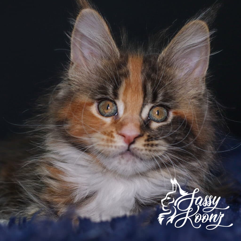 maine-coon-girl-freaky-9-weeks-old-torbie ⋆ Sassy Koonz Maine Coon Cattery maine coon girl freaky 9 weeks old
