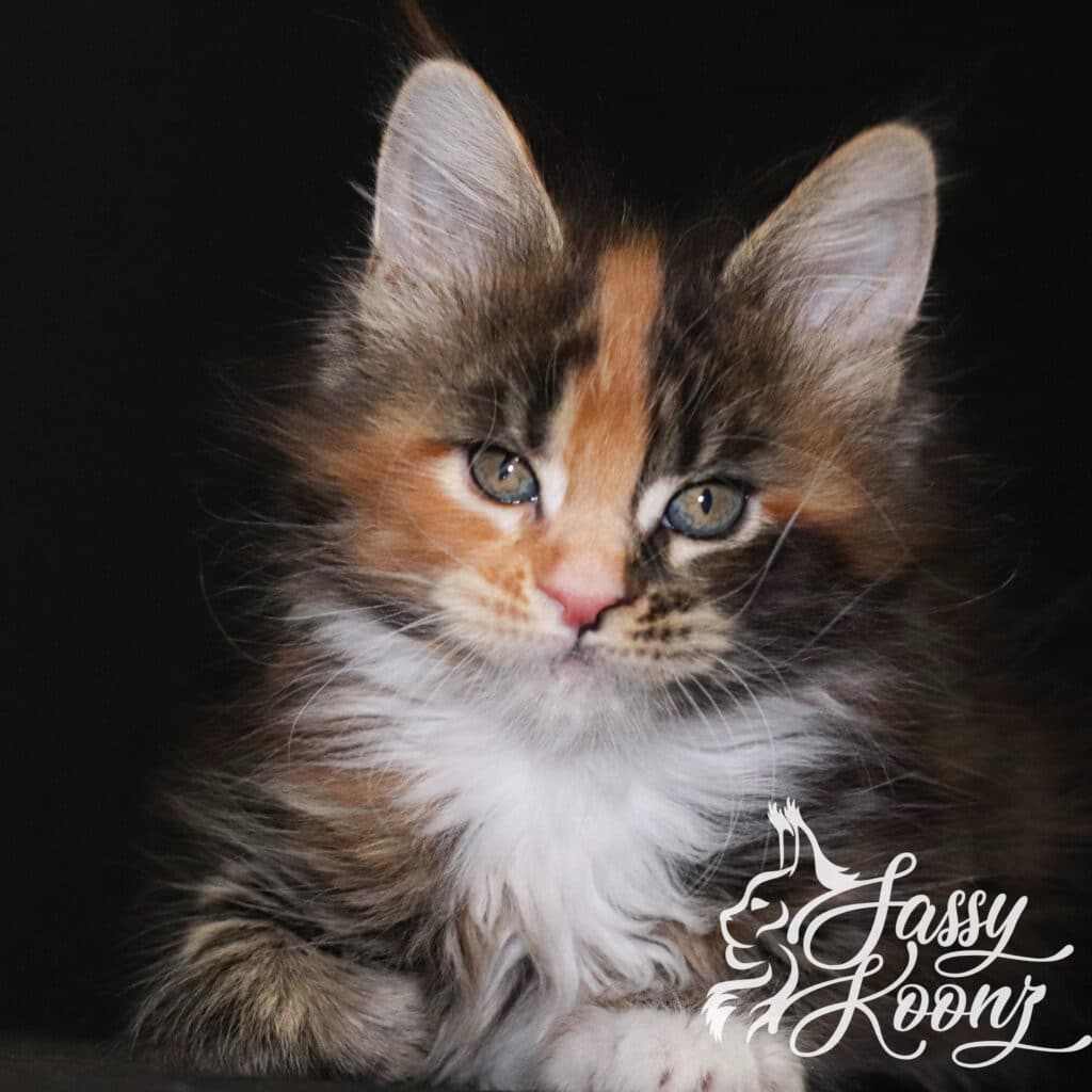 maine-coon-girl-kitten-freaky-7-weeks ⋆ Sassy Koonz Maine Coon Cattery maine coon girl freaky 7 weeks old