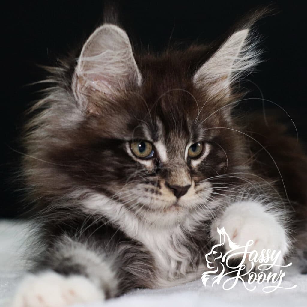 maine-coon-kitten-adidas-11-weeks ⋆ Sassy Koonz Maine Coon Cattery maine coon kitten adidas 11 weeks