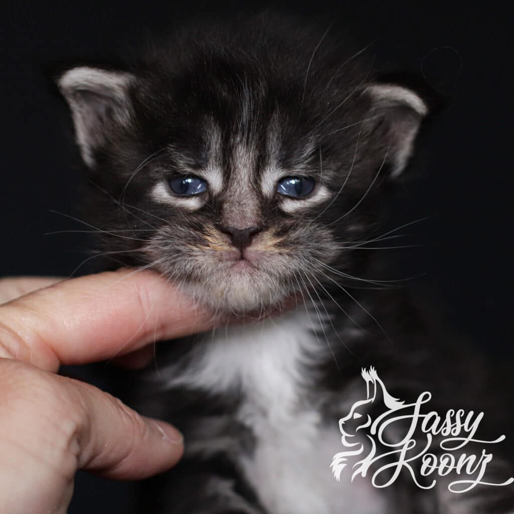 maine-coon-kitten-adidas-3-weeks ⋆ Sassy Koonz Maine Coon Cattery maine coon kitten adidas 3 weeks old