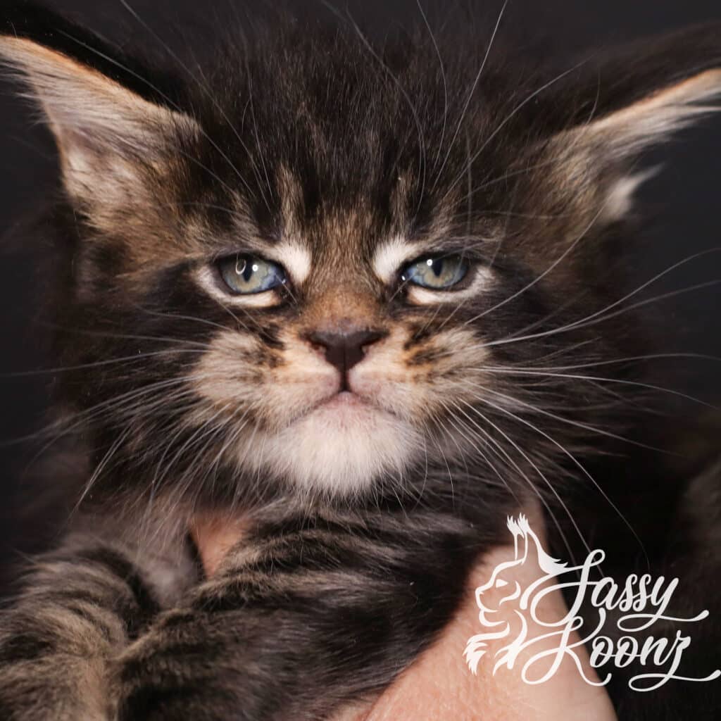 maine-coon-kitten-black-tabby-wicked-5-weeks-old ⋆ Sassy Koonz Maine Coon Cattery brown tabby from sassy koonz wicked maine coon kitten 5 weeks old