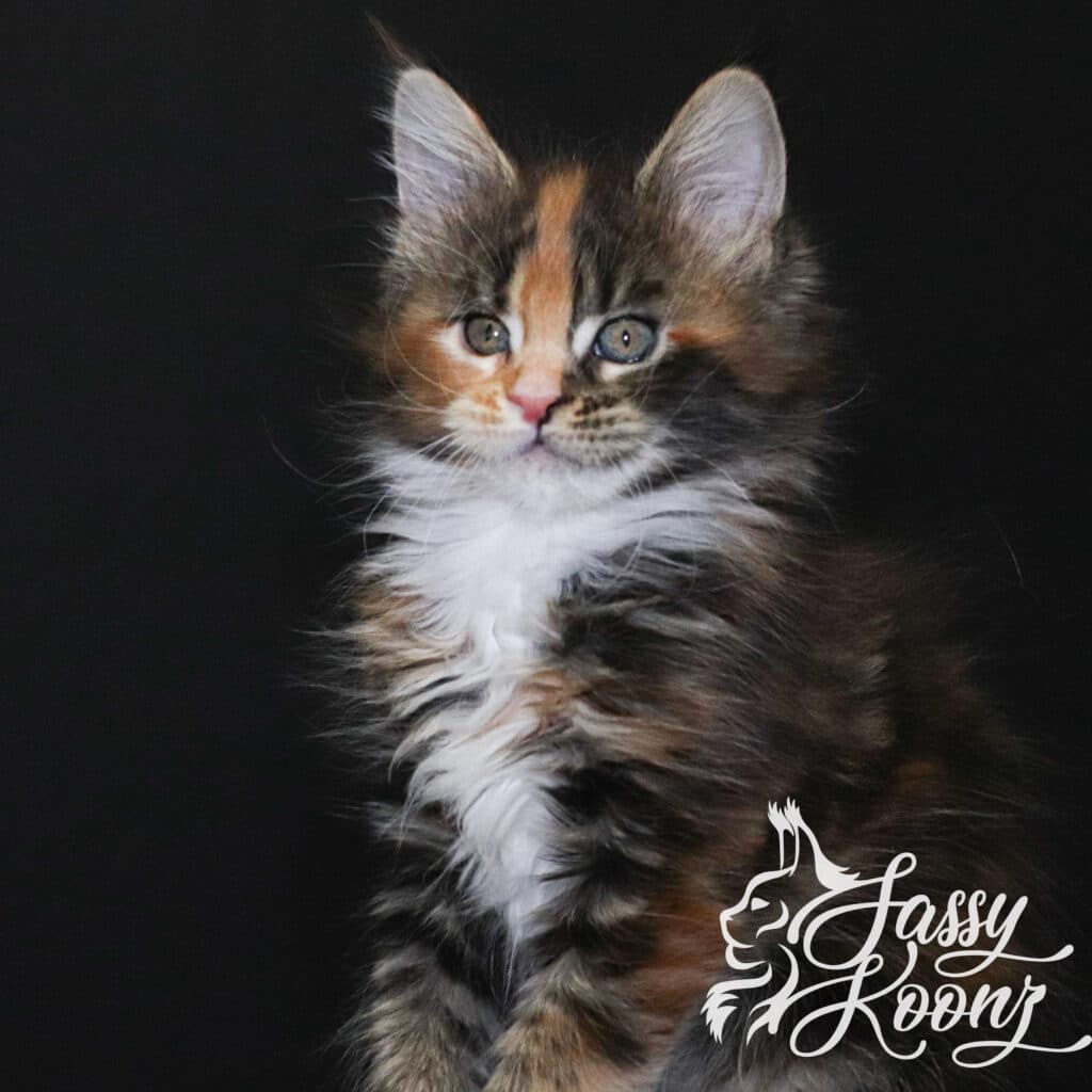 maine-coon-kitten-black-torbie-white-freaky ⋆ Sassy Koonz Maine Coon Cattery maine coon ktiten black torbie white freaky